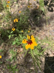 Coreopsis basalis