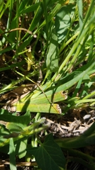 Juncus phaeocephalus