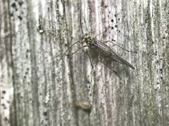 Mesopsocus