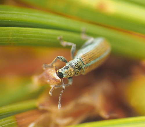 Pachyrhinus elegans, 2026-07-14