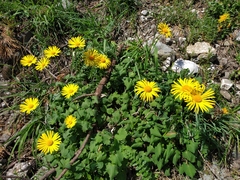 Doronicum carpaticum
