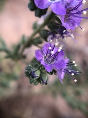Phacelia popei