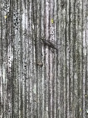 Mesopsocus