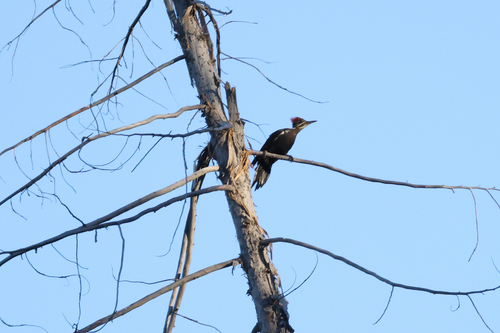 iNaturalist observation photo of Pileated Woodpecker