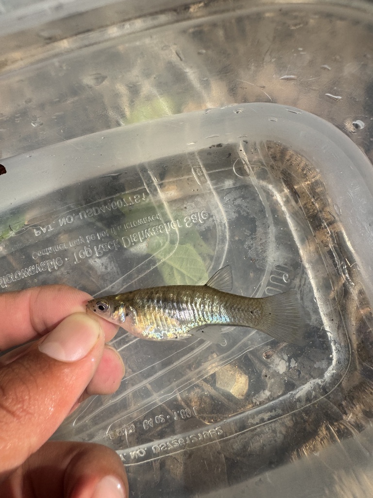 Barred Livebearer