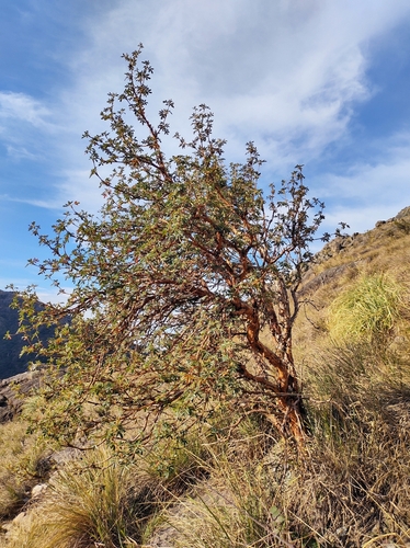 Polylepis australis