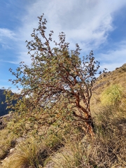 Polylepis australis
