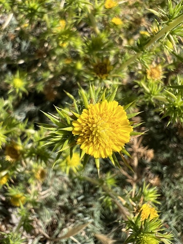 Centromadia pungens, photograph 6