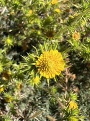 Centromadia pungens, photograph (c) Ryan Donnelly, some rights reserved (CC BY)