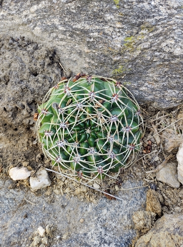 Gymnocalycium monvillei