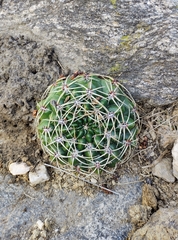 Gymnocalycium monvillei