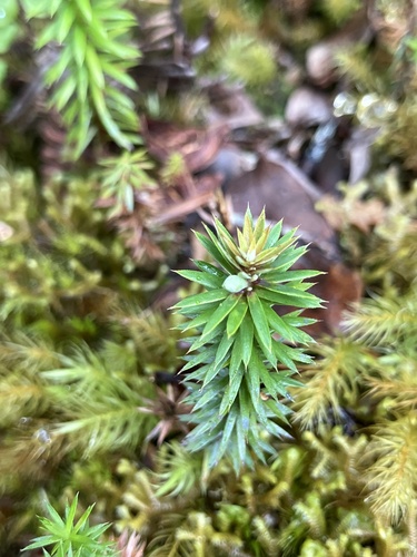 Leptecophylla tameiameiae observed 2026-07-28