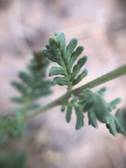 Phacelia popei