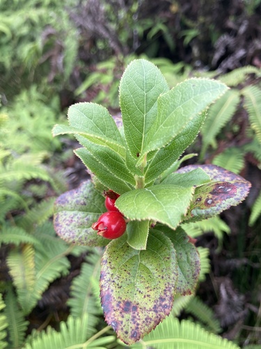 Vaccinium calycinum observed 2026-07-28