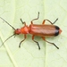 Common Red Soldier Beetle - Photo (c) Marie Lou Legrand, some rights reserved (CC BY-NC), uploaded by Marie Lou Legrand