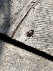 Perillus circumcinctus