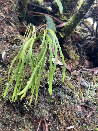 Psilotum complanatum observed 2026-07-28