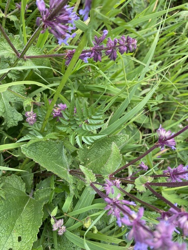 Chaerophyllum aureum, photograph 6