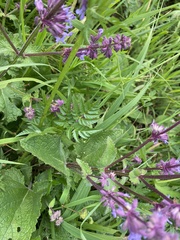 Chaerophyllum aureum, photograph (c) Илья Руденко, some rights reserved (CC BY)