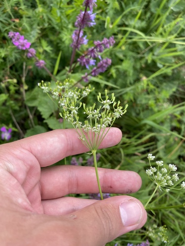 Chaerophyllum aureum, photograph 5