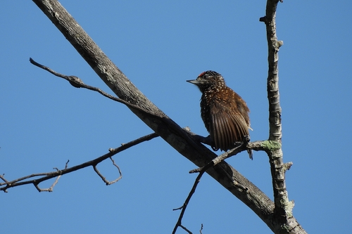 Spotted Piculet (Picumnus pygmaeus), photo 4