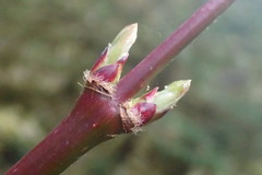 Acer circinatum