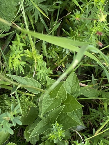 Asyneuma campanuloides, photograph 6