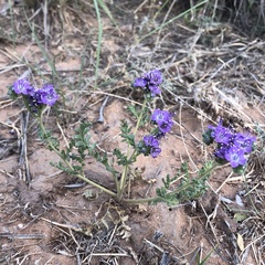 Phacelia popei