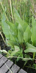 Rumex hydrolapathum