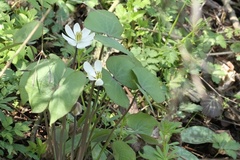 Jeffersonia diphylla