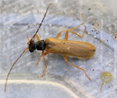 Rhagonycha lignosa