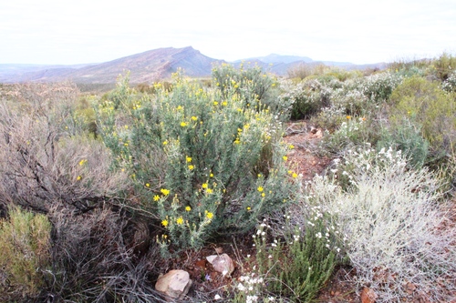 Othonna spinescens