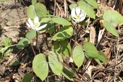 Jeffersonia diphylla
