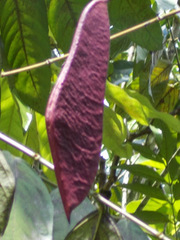 Saraca thaipingensis