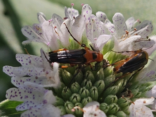 Bordered Wedge-shaped Beetle