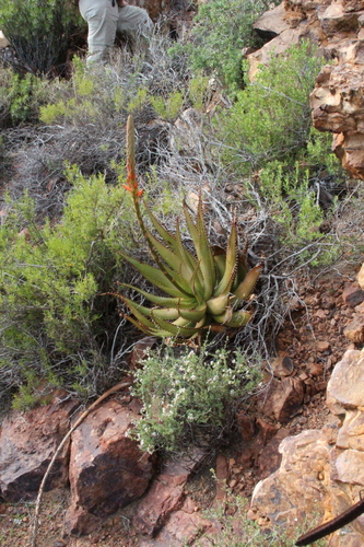 Aloe microstigma, photograph 5