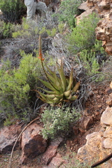 Aloe microstigma, photograph (c) Tony Rebelo, some rights reserved (CC BY-SA)