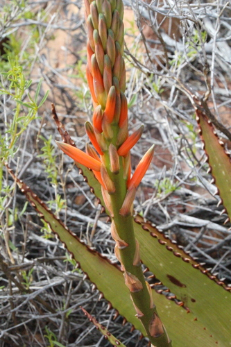 Aloe microstigma, photograph 6