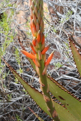 Aloe microstigma, photograph (c) Tony Rebelo, some rights reserved (CC BY-SA)