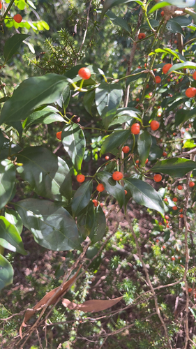 Gynochthodes jasminoides, photograph 3