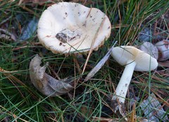 Amanita russuloides