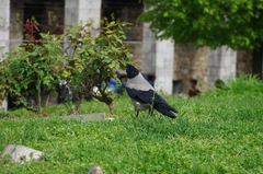 Corvus cornix