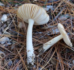 Amanita russuloides