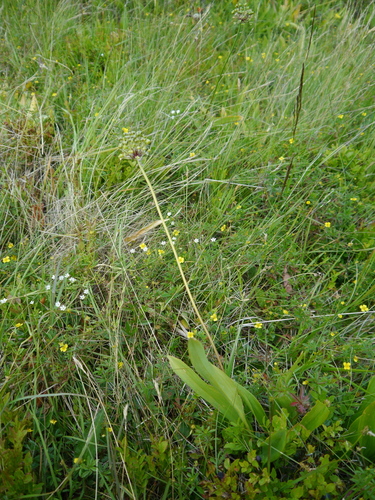 Allium victorialis, photograph 5