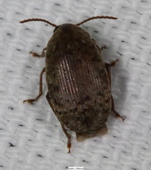 Amblycerus robiniae
