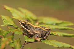 Natalobatrachus bonebergi