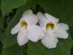 Thunbergia laurifolia