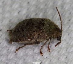 Amblycerus robiniae