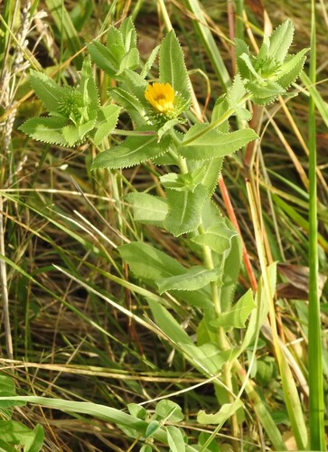 Grindelia adenodonta, photograph 4