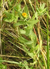 Grindelia adenodonta, photograph (c) saltyhiker, some rights reserved (CC BY)